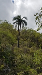 Pseudophoenix vinifera