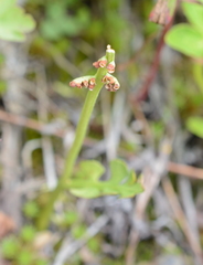 Botrychium minganense