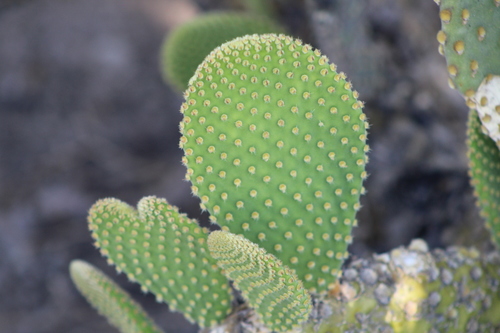 Bunny Ears Cactus