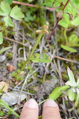 Botrychium minganense