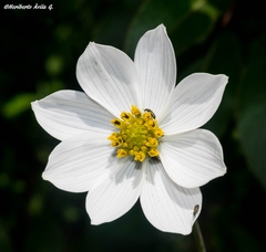 Cosmos palmeri