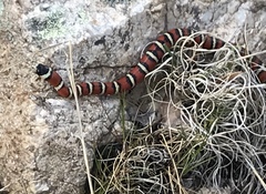 Lampropeltis pyromelana