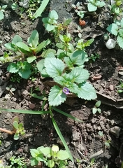 Stemodia verticillata