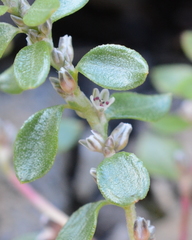Polygonum minimum