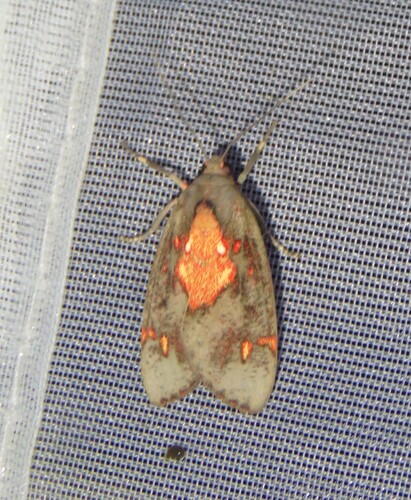 Melese hampsoni