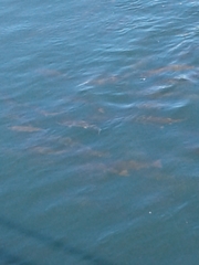 Oncorhynchus tshawytscha