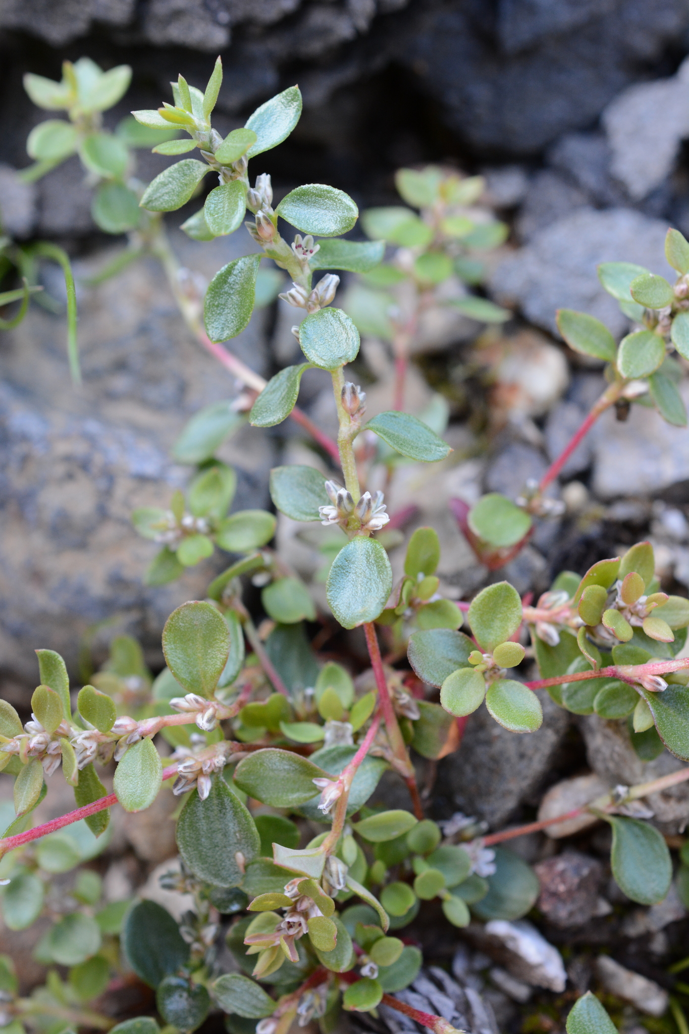 Polygonum minimum