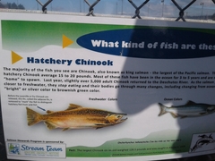 Oncorhynchus tshawytscha