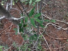 Diospyros montana