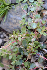 Polygonum minimum