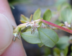Polygonum minimum