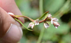 Polygonum majus