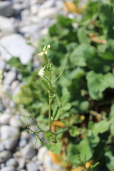 Raphanus raphanistrum landra