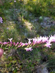 Liatris pauciflora secunda