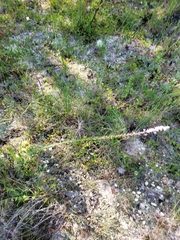 Liatris pauciflora secunda