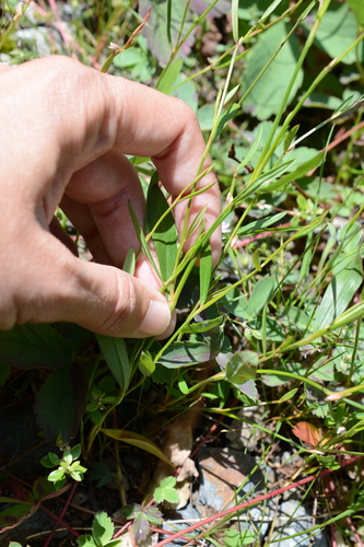 Image of Douglas' Knotweed (Polygonum douglasii) by (c) Alison Northup, some rights reserved (CC BY)
