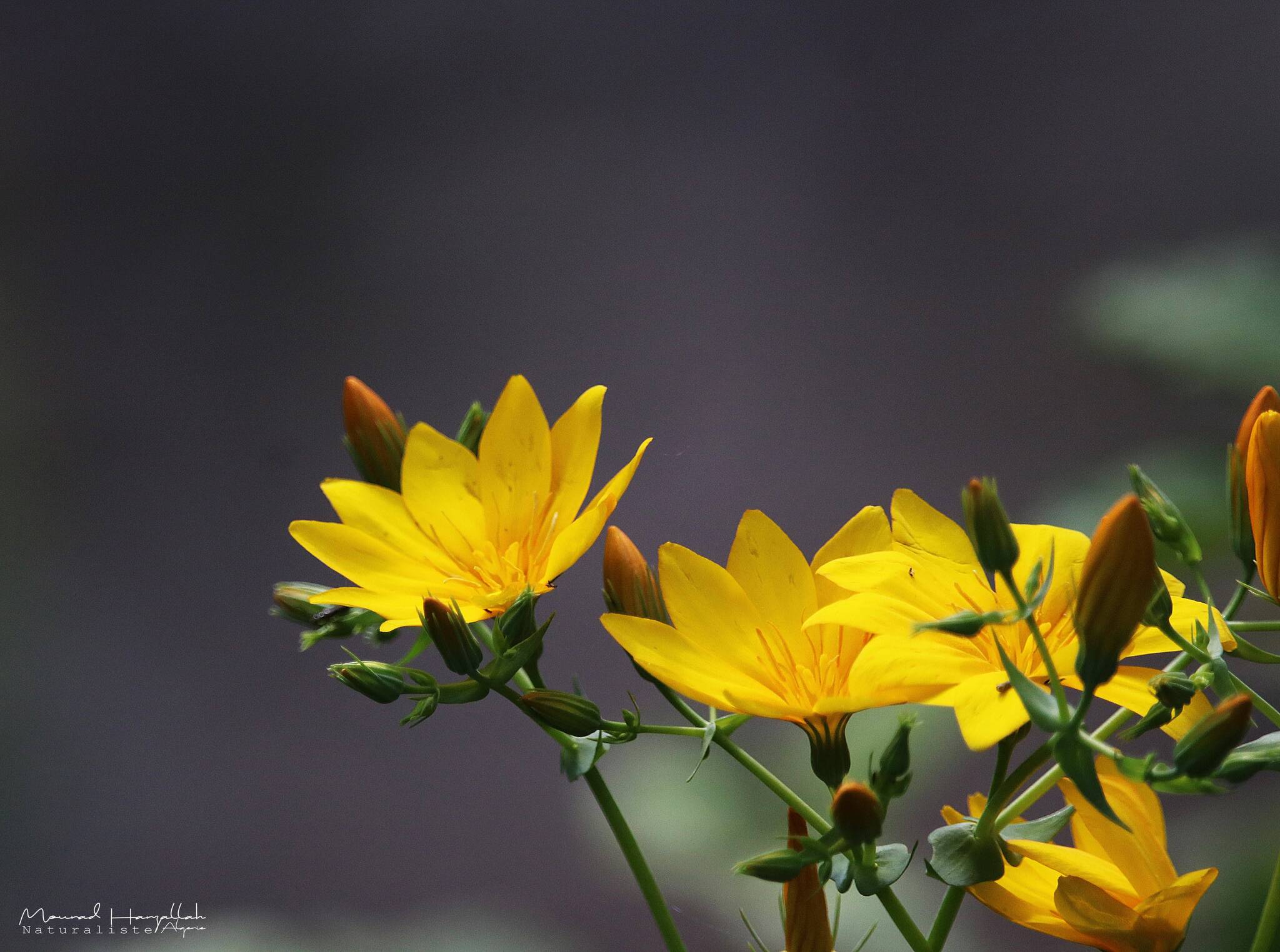 Blackstonia grandiflora