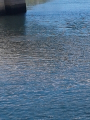 Phoca vitulina