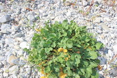 Raphanus raphanistrum landra