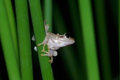 Boophis doulioti