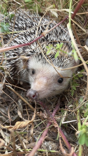 North African Hedgehog, Ibiza, Sant Joan de Labritja, Illes Balears, ES, photo 8 of 10