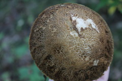 Austroboletus