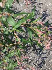 Persicaria maculosa