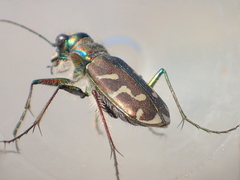 Cicindela tranquebarica vibex