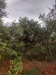 Euphorbia antiquorum