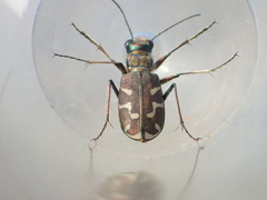 Cicindela tranquebarica vibex