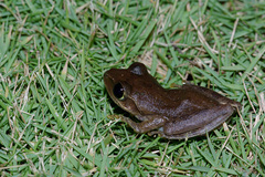 Boophis doulioti