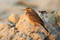 Mirafra erythroptera