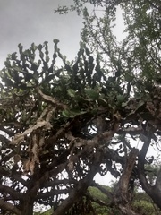 Euphorbia antiquorum