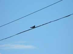 Petrochelidon pyrrhonota