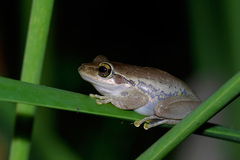 Boophis doulioti
