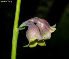 Prochnyanthes mexicana