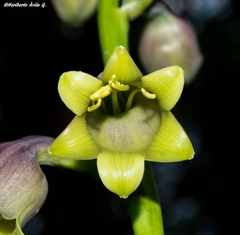 Prochnyanthes mexicana