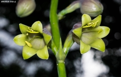 Prochnyanthes mexicana