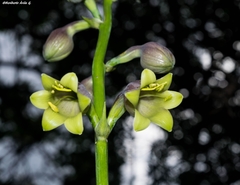 Prochnyanthes mexicana