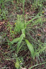 Prochnyanthes mexicana