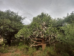 Euphorbia antiquorum