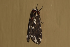 Alphaea imbuta