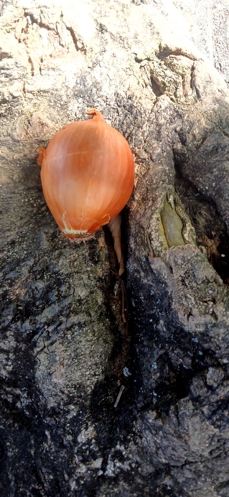 Allium cepa