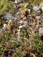 Centaurea alba