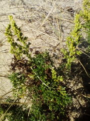 Artemisia campestris maritima