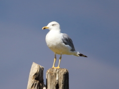 Larus armenicus