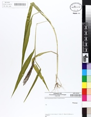 Urochloa fusca