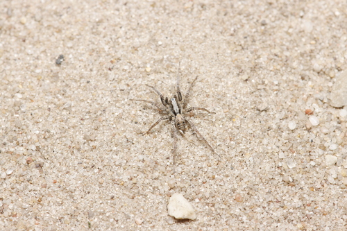 Burnt Wolf Spider, Ede, Nederland, photo 6 of 10