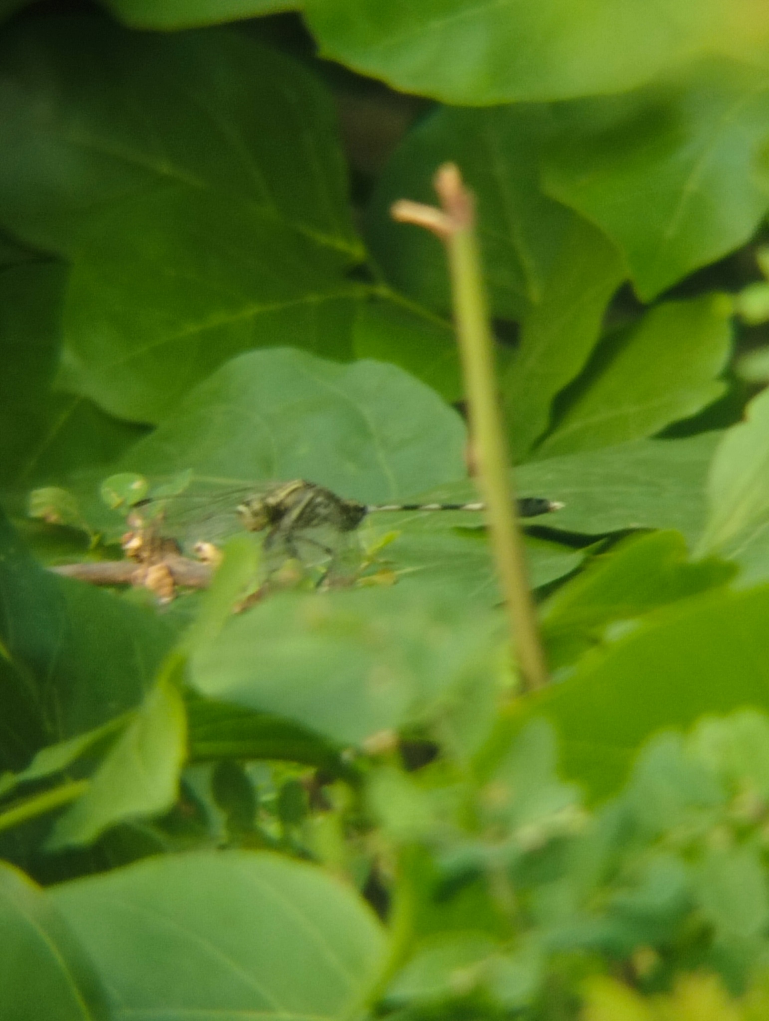 Slender Skimmer