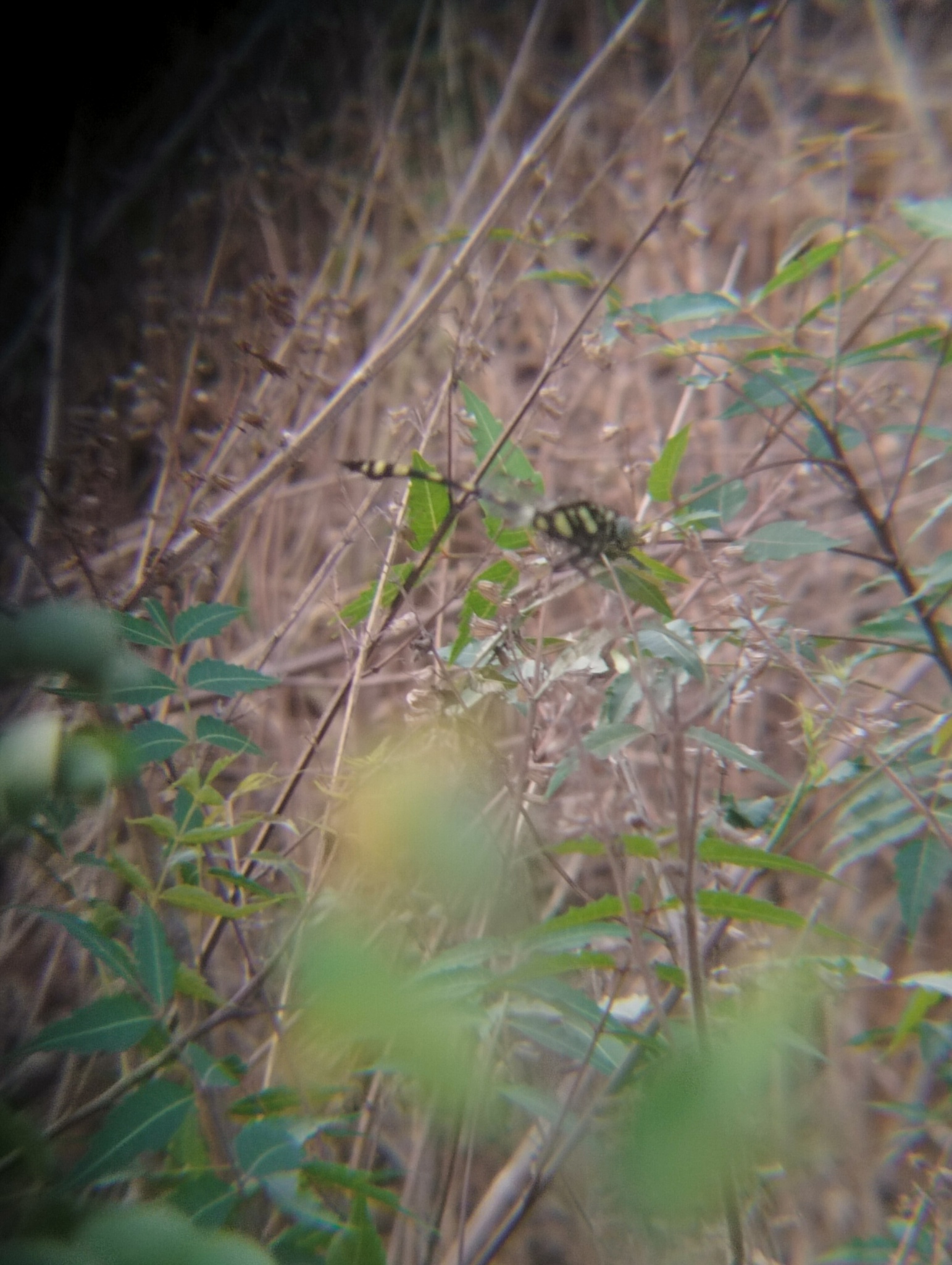 Indian Common Clubtail